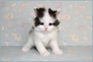 Male Siberian Kitten from Deedlebug Siberians